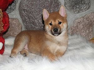 Spitfyre Shiba's