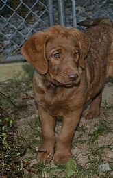 Chesapeake Bay Retriever