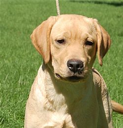 Labrador Retriever