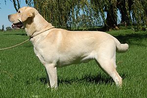 Labrador Retriever
