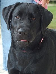 Neverest Labrador Retrievers
