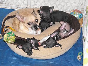 Chihuahua
