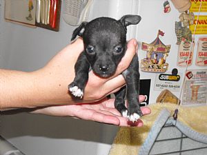 Chihuahua