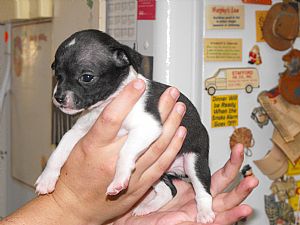 Chihuahua