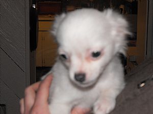 Chihuahua