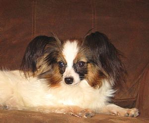 Papillon