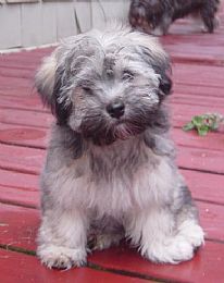 Cubanitos Havanese