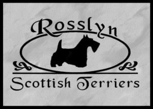 Scottish Terrier