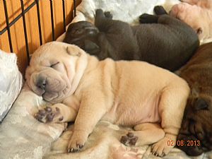 Chinese Shar-Pei