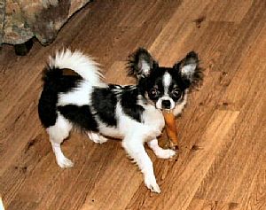 Chihuahua