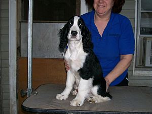 Soaring Springer's /Puppies  /occaisonal Rescue's 