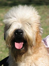 Soft Coated Wheaten Terrier