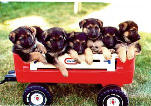 German Shepherd Dog