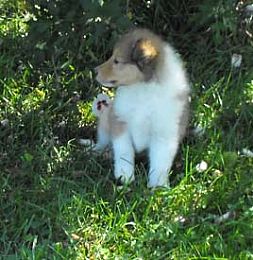 Collie