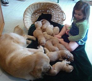 Golden Retriever