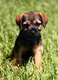 Border Terrier