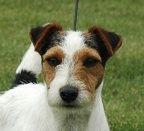 Wendover Terriers