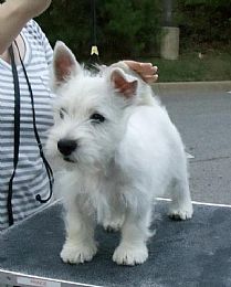 West Highland White Terrier