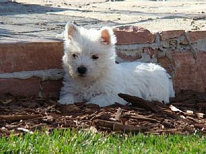 West Highland White Terrier