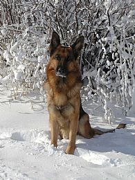 German Shepherd Dog