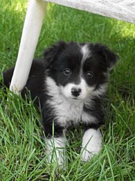 Border Collie