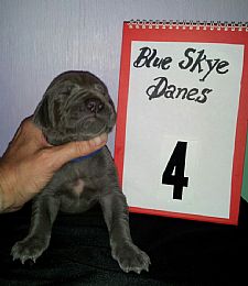 Great Dane