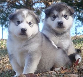 Alaskan Malamute