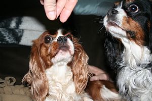 Cavalier King Charles Spaniel
