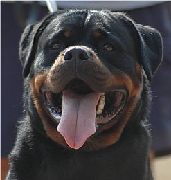 Rottweiler