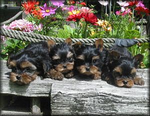 Yorkshire Terrier