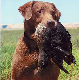 Chesapeake Bay Retriever