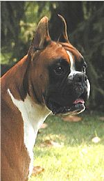 Boxer