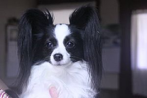 Papillon