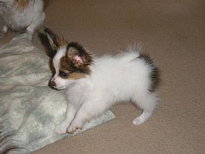 Papillon