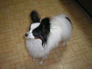 Papillon