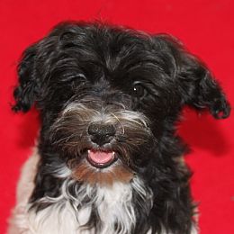 Havanese