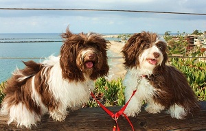 Havanese