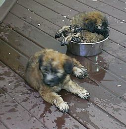 Soft Coated Wheaten Terrier