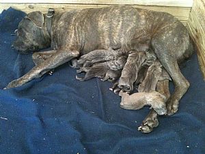 Cane Corso