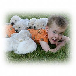 Silvermine Kennel