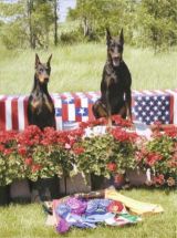 Doberman