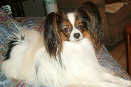 Papillon