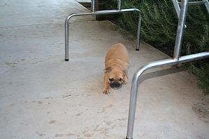French Bulldog