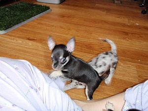 Chihuahua