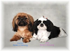 Shih Tzu