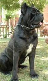 Cane Corso