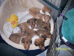 Collie