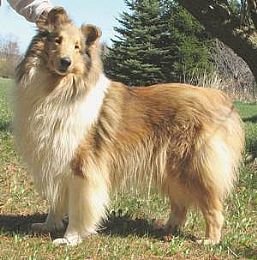 Collie