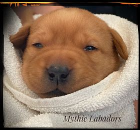 Mythic Labradors, LLC Reg.