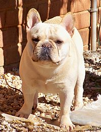 French Bulldog